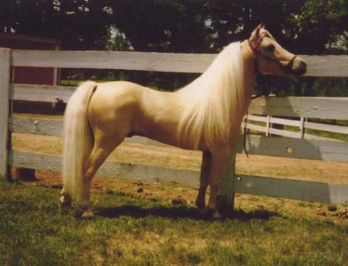 Gold Melodys Gold King